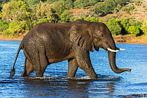 African elephant (Loxodonta africana), Chobe River, Botswana.