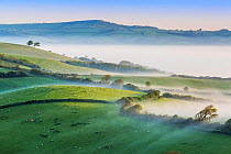 Pilsdon Pen and Marshwood Vale in morning mist, Quarr Hill, Dorset, England, UK. May 2014.