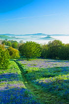 Bluebells (Hyacinthoides non-scripta) on Eype Down with Colmer's Hill in background, Bridport, Dorset, England, UK. May 2014.