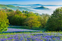 Bluebell (Hyacinthoides non-scripta) covered slope with Colmer's Hill in background, Eype Down, Bridport, Dorset, England, UK. May 2014.