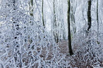 Beech (Fagus sylvatica) woodland with hoar frost, West Woods, Compton Abbas, Dorset, England, UK. December.