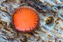 Eyelash fungus (Scutellinia scutellata), New Forest National Park, Hampshire, England, UK. November.