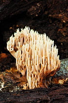 Upright coral fungus (Ramaria stricta), Ebernoe Common, West Sussex, England, UK. October.
