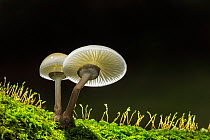 Porcelain fungus (Oudemansiella mucida), New Forest National Park, Hampshire, England, UK. October.
