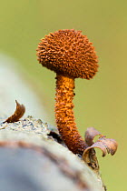 Scaly fibrecap (Inocybe hystrix), New Forest National Park, Hampshire, England, UK. October.