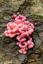 Jelly drops fungus (Ascocoryne sarcoides), New Forest, Hampshire, England, UK. November.