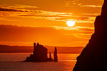 The Drongs sea stacks silhouetted at sunset, Hillswick, Northmavine, Shetland, Shetland Isles, Scotland, UK. August 2014.