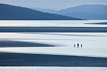 Luskentyre beach with three people wading in water, Isle of Harris, Outer Hebrides, Scotland, UK. June 2012.