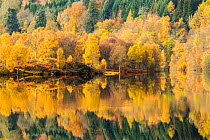 Trees reflected in Loch Tummel, Perthshire, Scotland, UK. October, 2014.