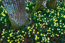 Daffodils (Narcissus pseudonarcissus), Gorbeia Natural Park, Alava, Basque Country, Spain. March.