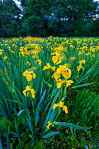Yellow flag iris (Iris pseudacorus), Liendo, Cantabria, Spain. May.