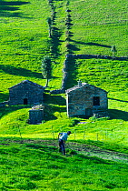 Man cuting grass in meadows with cabana pasiega buildings in background, Miera Valley, Valles Pasiegos, Cantabria, Spain. October, 2017.