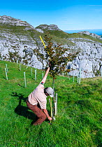 Native tree afforestation, man measuring tree, Miera Valley, Valles Pasiegos, Cantabria, Spain. October, 2017.