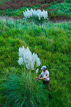 Man cutting Pampas grass (Cortaderia selloana), Miera Valley, Valles Pasiegos, Cantabria, Spain. October, 2017.