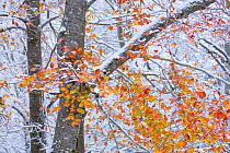 Beech (Fagus sylvatica) woodland with dusting of snow and autumn leaves on branch, Sierra Cebollera Natural Park, La Rioja, Spain. November.