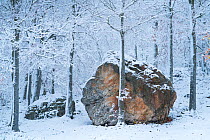 Beech (Fagus sylvatica) woodland with large boulder in snow, Sierra Cebollera Natural Park, La Rioja, Spain. November, 2017.