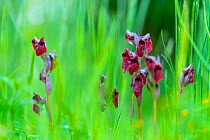 Long lipped serapias orchid (Serapias vomeracea), Liendo, Cantabria, Spain. May.