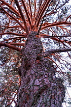 Scots pine (Pinus sylvestris), Laguna Negra y Circos Glaciares de Urbion natural park, Soria province, Castilla y Leon, Spain. November, 2017.
