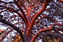 Scots pine (Pinus sylvestris), Laguna Negra y Circos Glaciares de Urbion natural park, Soria province, Castilla y Leon, Spain. November.