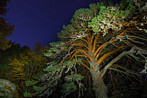Scots pine (Pinus sylvestris) at night, Laguna Negra y Circos Glaciares de Urbion natural park, Soria province, Castilla y Leon, Spain. November, 2017.