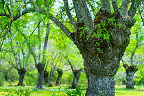 Pollarded Ash (Fraxinus excelsior) woodland, Herreria Forest, San Lorenzo de El Escorial, Madrid, Spain. April, 2017.