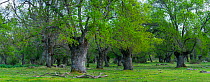 Ash (Fraxinus excelsior) woodland, Herreria Forest, San Lorenzo de El Escorial, Madrid, Spain. April, 2017.