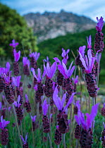 Spanish lavender (Lavandula stoechas) with El Yelmo and La Pedriza in background. Sierra de Guadarrama, Madrid, Spain. May, 2017.