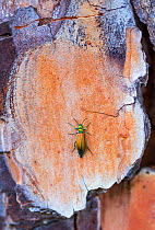Spanish fly (Lytta vesicatoria) on Stone pine (Pinus pinea) bark. Toledo, Castilla-La Mancha, Spain. April.
