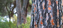 Stone pine (Pinus pinea) close up of tree bark, Toledo, Castilla-La Mancha, Spain.