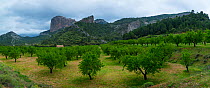 Almond (Prunus amygdalus) orchard with En Benet Rocks /  Roques de Benet in background, The Ports Natural Park,  Terres de l'Ebre, Catalonia, Spain. April 2017.