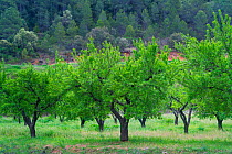 Almond (Prunus amygdalus) trees, Horta de San Joan, The Ports Natural Park, Terres de l'Ebre, Catalonia, Spain. April 2017.