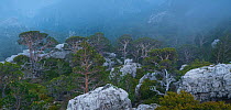 Scots pine (Pinus sylvestris) forest in Caro Mountain Range, The Ports Natural Park, Terres de l'Ebre, near Tarragona, Catalonia, Spain. April 2017.