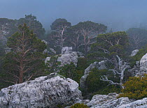 Scots pine (Pinus sylvestris) forest in Caro Mountain Range, The Ports Natural Park, Terres de l'Ebre, near Tarragona, Catalonia, Spain. April 2017.