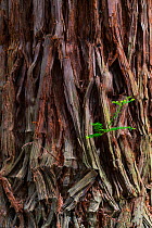 Coast redwood (Sequoia sempervirens) bark, Natural Monument Sequoia Mount Cabezon, Cabezon de La Sal, Cantabria, Spain. May.