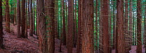 Coast redwood (Sequoia sempervirens) tree trunks, Natural Monument Sequoia Mount Cabezon, Cabezon de La Sal, Cantabria, Spain. May.