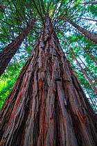 Coast redwood (Sequoia sempervirens) trees, Natural Monument Sequoia Mount Cabezon, Cabezon de La Sal, Cantabria, Spain. May.