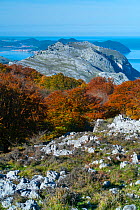 Beech (Fagus sylvatica) forest in autumn at Mount Cerredo, with Cantabrian Sea in background. Montana Oriental Costera, Castro Urdiales, Cantabria, Spain. November 2011.