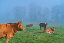 Domestic cattle (Bos taurus) in mist, Orduna, Sierra Salvada, Biscay, Basque Country, Spain. December.