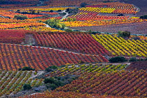 Vineyards in autumn, La Rioja, Sierra De Cantabria, Alava, Basque Country, Spain. November 2017.