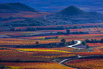 Vineyards in autumn, La Rioja, Sierra De Cantabria, Alava, Basque Country, Spain. November 2017.