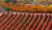 Rows of vines in vineyard in autumn, La Rioja, Sierra De Cantabria, Alava, Basque Country, Spain. November 2017.