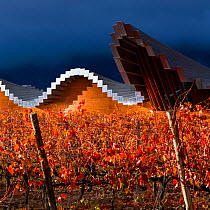 Vineyard in autumn, Ysios Winery, La Rioja, Sierra De Cantabria, Alava, Basque Country, Spain. November 2017.