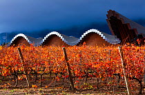 Vineyard in autumn, Ysios Winery with building designed by Santiago Calatrava, La Rioja, Sierra De Cantabria, Alava, Basque Country, Spain. November 2017.