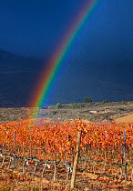 Rainbow over vineyard, La Rioja, Alava, Basque Country, Spain. November 2017.