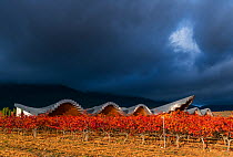 Vineyard in autumn, Ysios Winery with building designed by Santiago Calatrava, La Rioja, Sierra De Cantabria, Alava, Basque Country, Spain. November 2017.