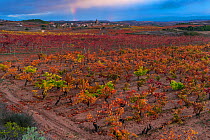 Vineyard in autumn, La Rioja, Alava, Basque Country, Spain. November 2017.