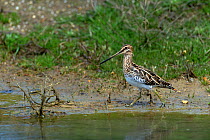 Common snipe (Gallinago gallinago) at edge of water. Le Teich, Gironde, Nouvelle-Aquitaine, France. April.