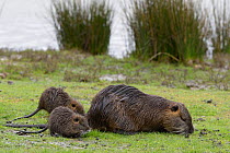 Coypu (Myocastor coypus) female and young feeding on grass. Le Teich, Gironde, Nouvelle-Aquitaine, France. April.