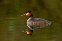 Great crested grebe (Podiceps cristatus) swimming. Le Teich, Gironde, Nouvelle-Aquitaine, France. April.