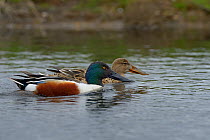 Northern shoveler (Anas clypeata) pair in water, Male,and female in water. Vendee, Pays-de-la-Loire, France. April.